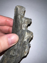 Load image into Gallery viewer, Edestus Fossil Scissor Shark Tooth Whorl 5.02 Inches Pre Dinosaur Shark Tooth!