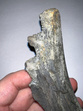 Load image into Gallery viewer, Edestus Fossil Scissor Shark Tooth Whorl 5.02 Inches Pre Dinosaur Shark Tooth!