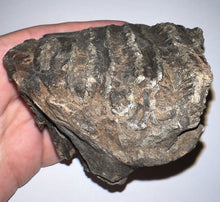 Load image into Gallery viewer, Ice Age Fossil Woolly Mammoth Molar 3.53 Inches from Siberia