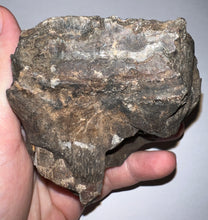 Load image into Gallery viewer, Ice Age Fossil Woolly Mammoth Molar 3.53 Inches from Siberia