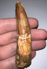 Load image into Gallery viewer, Huge Spinosaur Fossil Dinosaur Tooth 3.06 Inches with Display Stand and Case
