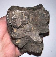 Load image into Gallery viewer, Ice Age Fossil Woolly Mammoth Molar 3.53 Inches from Siberia