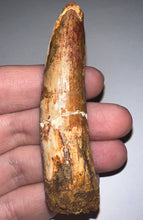 Load image into Gallery viewer, Huge Spinosaur Fossil Dinosaur Tooth 3.06 Inches with Display Stand and Case