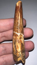 Load image into Gallery viewer, Huge Spinosaur Fossil Dinosaur Tooth 3.06 Inches with Display Stand and Case
