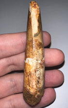Load image into Gallery viewer, Huge Spinosaur Fossil Dinosaur Tooth 3.06 Inches with Display Stand and Case