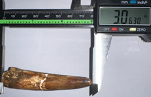 Load image into Gallery viewer, Huge Spinosaur Fossil Dinosaur Tooth 3.06 Inches with Display Stand and Case