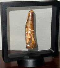 Load image into Gallery viewer, Huge Spinosaur Fossil Dinosaur Tooth 3.06 Inches with Display Stand and Case