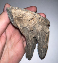 Load image into Gallery viewer, Ice Age Fossil Juvenile Woolly Mammoth Molar 3.8 Inches from Siberia