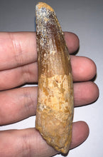 Load image into Gallery viewer, Huge Spinosaur Fossil Dinosaur Tooth 3.32 Inches with Display Stand and Case NO REPAIR