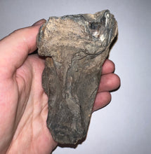 Load image into Gallery viewer, Ice Age Fossil Juvenile Woolly Mammoth Molar 3.8 Inches from Siberia