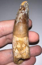 Load image into Gallery viewer, Huge Spinosaur Fossil Dinosaur Tooth 3.32 Inches with Display Stand and Case NO REPAIR