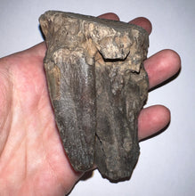 Load image into Gallery viewer, Ice Age Fossil Juvenile Woolly Mammoth Molar 3.8 Inches from Siberia