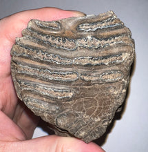 Load image into Gallery viewer, Ice Age Fossil Juvenile Woolly Mammoth Molar 3.8 Inches from Siberia