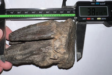 Load image into Gallery viewer, Ice Age Fossil Juvenile Woolly Mammoth Molar 3.8 Inches from Siberia