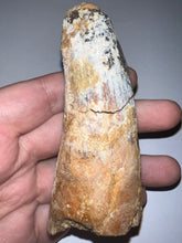 Load image into Gallery viewer, HUGE Spinosaur Fossil Dinosaur Tooth 3.82 Inches with Display Stand and Case