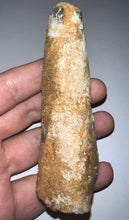 Load image into Gallery viewer, HUGE Spinosaur Fossil Dinosaur Tooth 3.82 Inches with Display Stand and Case