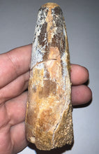 Load image into Gallery viewer, HUGE Spinosaur Fossil Dinosaur Tooth 3.82 Inches with Display Stand and Case