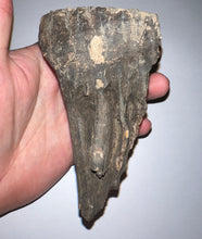 Load image into Gallery viewer, Ice Age Fossil Juvenile Woolly Mammoth Molar 4.25 Inches from Siberia