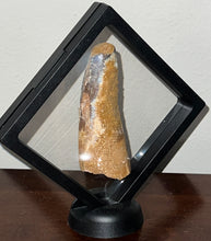 Load image into Gallery viewer, HUGE Spinosaur Fossil Dinosaur Tooth 3.82 Inches with Display Stand and Case