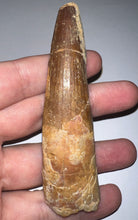 Load image into Gallery viewer, HUGE Spinosaur Fossil Dinosaur Tooth 3.7 Inches with Display Stand and Case