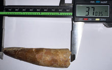 Load image into Gallery viewer, HUGE Spinosaur Fossil Dinosaur Tooth 3.7 Inches with Display Stand and Case