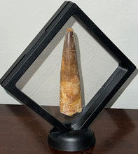 Load image into Gallery viewer, HUGE Spinosaur Fossil Dinosaur Tooth 3.7 Inches with Display Stand and Case