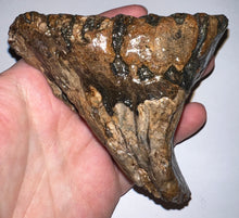 Load image into Gallery viewer, Ice Age Fossil Juvenile Woolly Mammoth Molar 3.96 Inches from Siberia