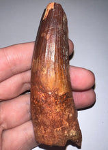 Load image into Gallery viewer, GEM HUGE Spinosaur Fossil Dinosaur Tooth 3.57 Inches with Display Stand and Case NO REPAIR