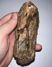 Load image into Gallery viewer, Ice Age Fossil Juvenile Woolly Mammoth Molar 3.96 Inches from Siberia
