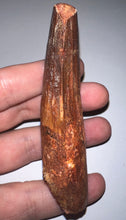 Load image into Gallery viewer, GEM HUGE Spinosaur Fossil Dinosaur Tooth 3.57 Inches with Display Stand and Case NO REPAIR