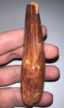 Load image into Gallery viewer, GEM HUGE Spinosaur Fossil Dinosaur Tooth 3.57 Inches with Display Stand and Case NO REPAIR