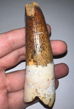 Load image into Gallery viewer, GEM HUGE Spinosaur Fossil Dinosaur Tooth 3.8 Inches with Display Stand and Case