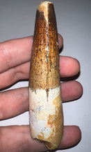 Load image into Gallery viewer, GEM HUGE Spinosaur Fossil Dinosaur Tooth 3.8 Inches with Display Stand and Case