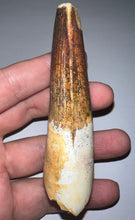 Load image into Gallery viewer, GEM HUGE Spinosaur Fossil Dinosaur Tooth 3.8 Inches with Display Stand and Case