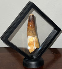 Load image into Gallery viewer, GEM HUGE Spinosaur Fossil Dinosaur Tooth 3.8 Inches with Display Stand and Case
