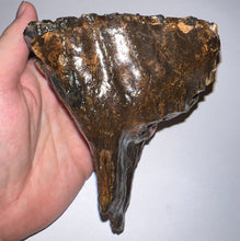 Load image into Gallery viewer, Ice Age Fossil Woolly Mammoth Molar 4.76 Inches from Siberia