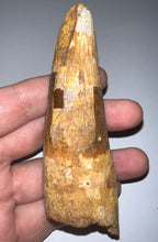 Load image into Gallery viewer, MONSTER Spinosaur Fossil Dinosaur Tooth 4.28 Inches with Display Stand and Case NO REPAIR