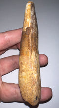 Load image into Gallery viewer, MONSTER Spinosaur Fossil Dinosaur Tooth 4.28 Inches with Display Stand and Case NO REPAIR