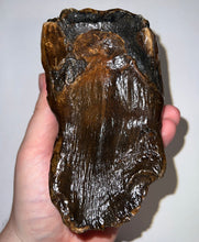 Load image into Gallery viewer, Ice Age Fossil Woolly Mammoth Molar 4.76 Inches from Siberia