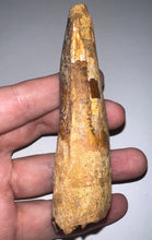 Load image into Gallery viewer, MONSTER Spinosaur Fossil Dinosaur Tooth 4.28 Inches with Display Stand and Case NO REPAIR