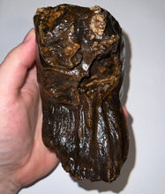 Load image into Gallery viewer, Ice Age Fossil Woolly Mammoth Molar 4.76 Inches from Siberia