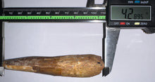Load image into Gallery viewer, MONSTER Spinosaur Fossil Dinosaur Tooth 4.28 Inches with Display Stand and Case NO REPAIR