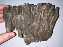 Load image into Gallery viewer, Ice Age Fossil Woolly Mammoth Molar 6.47 Inches from Siberia