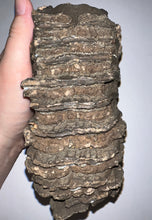 Load image into Gallery viewer, Ice Age Fossil Woolly Mammoth Molar 6.47 Inches from Siberia