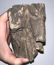 Load image into Gallery viewer, Ice Age Fossil Woolly Mammoth Molar 6.47 Inches from Siberia