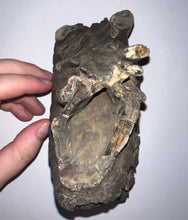 Load image into Gallery viewer, Ice Age Fossil Woolly Mammoth Molar 6.47 Inches from Siberia