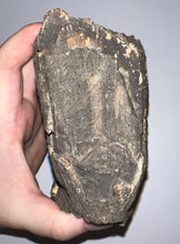 Load image into Gallery viewer, Ice Age Fossil Woolly Mammoth Molar 6.47 Inches from Siberia