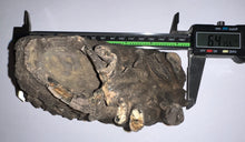 Load image into Gallery viewer, Ice Age Fossil Woolly Mammoth Molar 6.47 Inches from Siberia