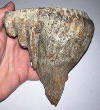 Load image into Gallery viewer, Ice Age Fossil Woolly Mammoth Molar 5.53 Inches from Siberia