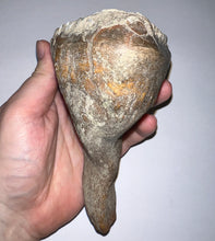 Load image into Gallery viewer, Ice Age Fossil Woolly Mammoth Molar 5.53 Inches from Siberia